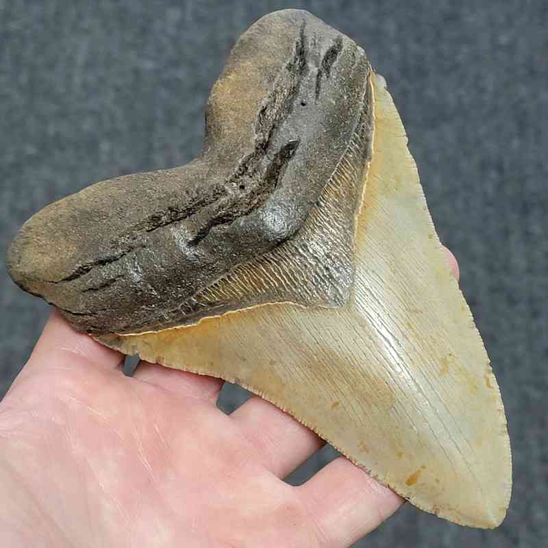 Megalodon Shark Tooth - 415 - Image 2