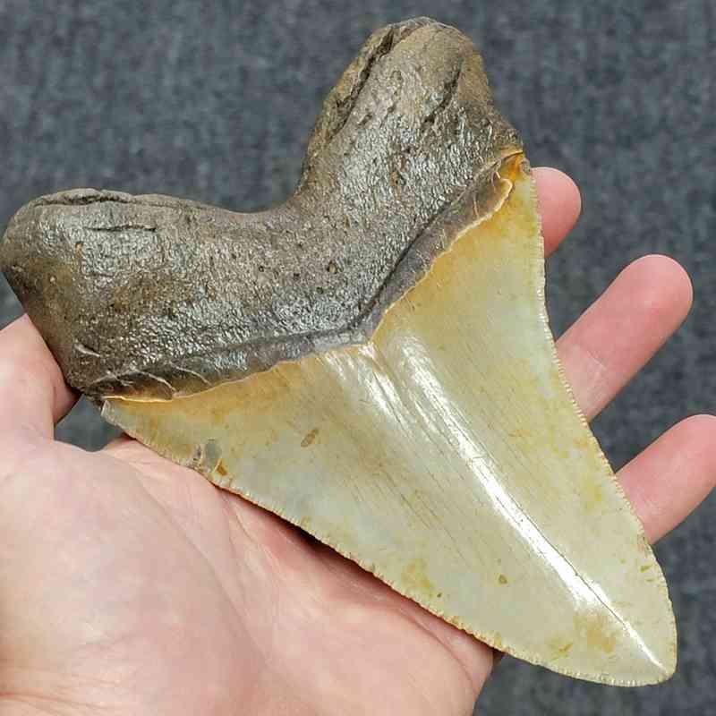 Megalodon Shark Tooth - 415 - Image 3
