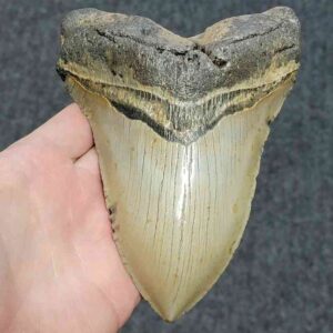 Megalodon Shark Tooth - 430