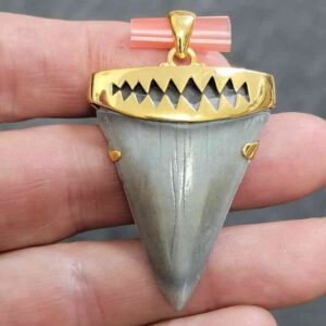 18K Gold Plated Cap Extinct Great White Tooth Necklace Pendant - EGWGLDCAP-5