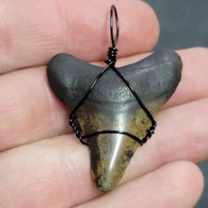 Black Wire Wrapped Megalodon Tooth Necklace Pendant - MEGNECKCOM1
