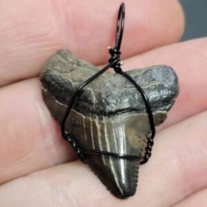 Black Wire Wrapped Megalodon Tooth Necklace Pendant - MEGNECKCOM10