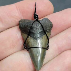 Black Wire Wrapped Megalodon Tooth Necklace Pendant - MEGNECKCOM13