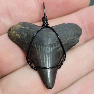 Black Wire Wrapped Megalodon Tooth Necklace Pendant - MEGNECKCOM21