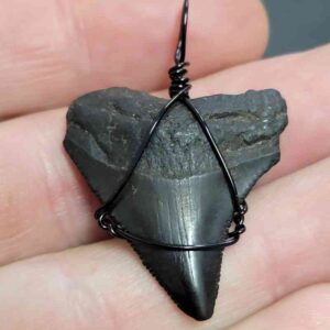 Black Wire Wrapped Megalodon Tooth Necklace Pendant - MEGNECKCOM3
