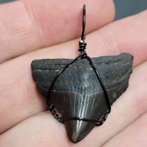 Black Wire Wrapped Megalodon Tooth Necklace Pendant - MEGNECKCOM4