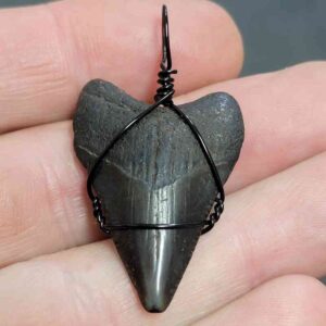 Black Wire Wrapped Megalodon Tooth Necklace Pendant - MEGNECKCOM5