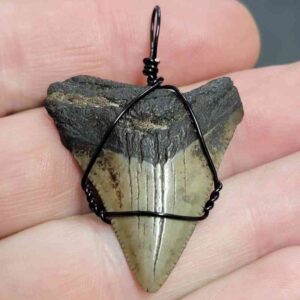 Black Wire Wrapped Megalodon Tooth Necklace Pendant - MEGNECKCOM8