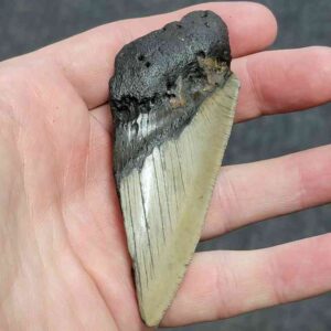Bargain 50% Complete Megalodon Shark Tooth - STBAR50-1