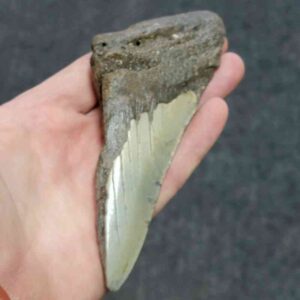 Bargain 50% Complete Megalodon Shark Tooth - STBAR50-105