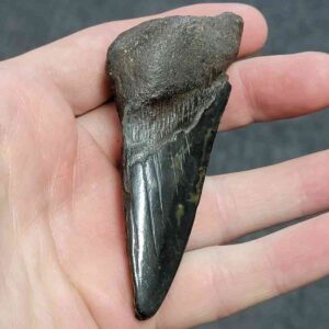 Bargain 50% Complete Megalodon Shark Tooth - STBAR50-11