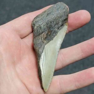 Bargain 50% Complete Megalodon Shark Tooth - STBAR50-12