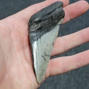 Bargain 50% Complete Megalodon Shark Tooth - STBAR50-13