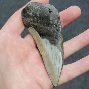 Bargain 50% Complete Megalodon Shark Tooth - STBAR50-24