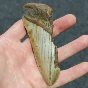 Bargain 50% Complete Megalodon Shark Tooth - STBAR50-27
