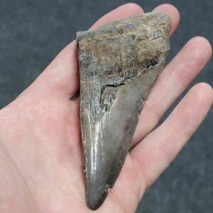 Bargain 50% Complete Megalodon Shark Tooth - STBAR50-37