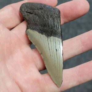 Bargain 50% Complete Megalodon Shark Tooth - STBAR50-4