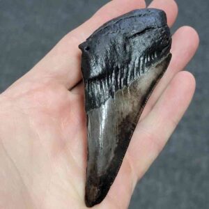 Bargain 50% Complete Megalodon Shark Tooth - STBAR50-41