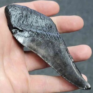 50% Complete Megalodon Shark Teeth
