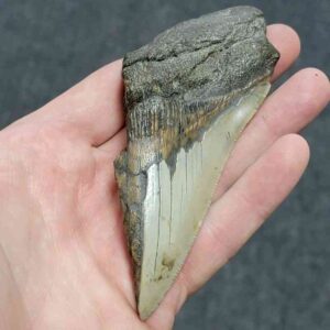 Bargain 50% Complete Megalodon Shark Tooth - STBAR50-45