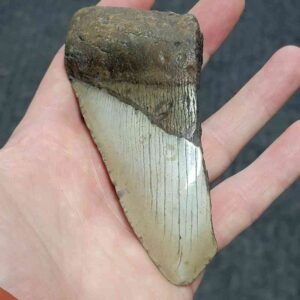 Bargain 50% Complete Megalodon Shark Tooth - STBAR50-68