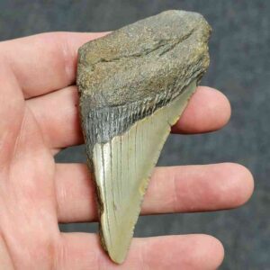 Bargain 50% Complete Megalodon Shark Tooth - STBAR50-7