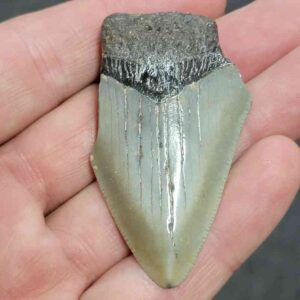 Bargain 75% Complete Megalodon Shark Tooth - STBAR75-31