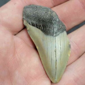 Bargain 75% Complete Megalodon Shark Tooth - STBAR75-37