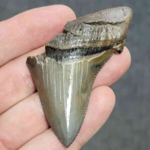 Bargain 75% Complete Megalodon Shark Tooth - STBAR75-43