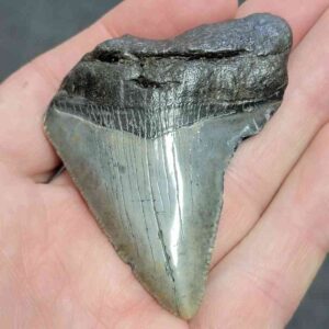 Bargain 75% Complete Megalodon Shark Tooth - STBAR75-44