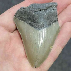 Bargain 75% Complete Megalodon Shark Tooth - STBAR75-46