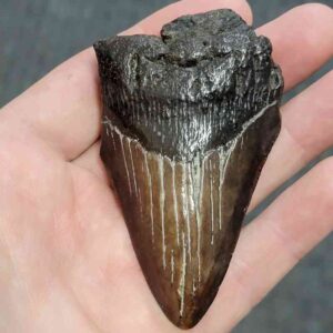 Bargain 75% Complete Megalodon Shark Tooth - STBAR75-49