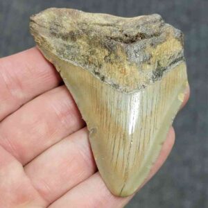 Bargain 75% Complete Megalodon Shark Tooth - STBAR75-57