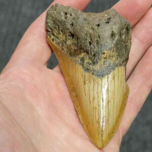 Bargain 75% Complete Megalodon Shark Tooth - STBAR75-60