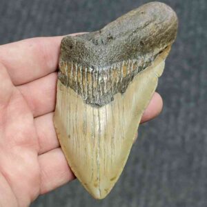 Bargain 75% Complete Megalodon Shark Tooth - STBAR75-63