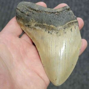 Bargain 75% Complete Megalodon Shark Tooth - STBAR75-75
