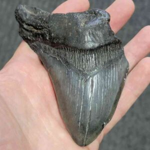 Bargain 75% Complete Megalodon Shark Tooth - STBAR75-76