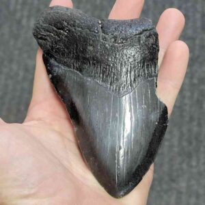 Bargain 75% Complete Megalodon Shark Tooth - STBAR75-78