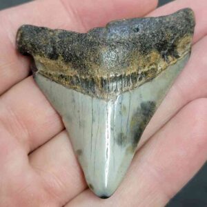Bargain 90% Complete Megalodon Shark Tooth - STBAR90-10