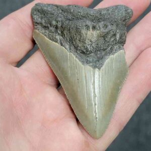 Bargain 90% Complete Megalodon Shark Tooth - STBAR90-15