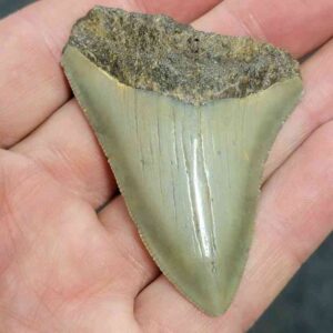 Bargain 90% Complete Megalodon Shark Tooth - STBAR90-18