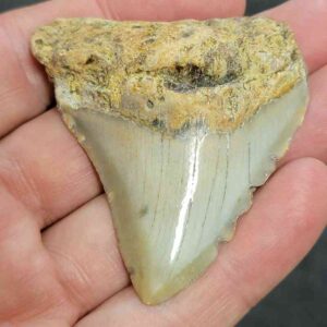 Bargain 90% Complete Megalodon Shark Tooth - STBAR90-23