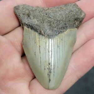 Bargain 90% Complete Megalodon Shark Tooth - STBAR90-24
