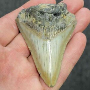 Bargain 90% Complete Megalodon Shark Tooth - STBAR90-27