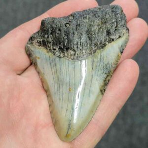 Bargain 90% Complete Megalodon Shark Tooth - STBAR90-30