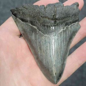 Bargain 90% Complete Megalodon Shark Tooth - STBAR90-31