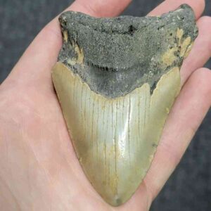 Bargain 90% Complete Megalodon Shark Tooth - STBAR90-33