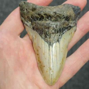 Bargain 90% Complete Megalodon Shark Tooth - STBAR90-37