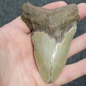Bargain 90% Complete Megalodon Shark Tooth - STBAR90-38