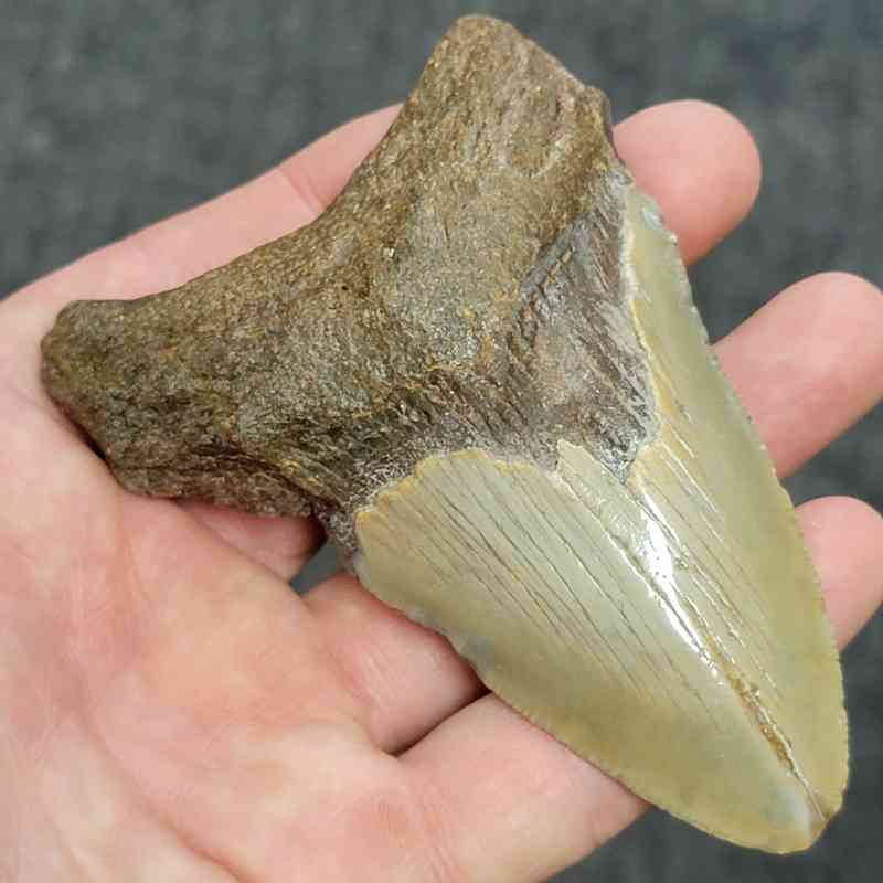 Bargain 90% Complete Megalodon Shark Tooth - STBAR90-38 - Image 2